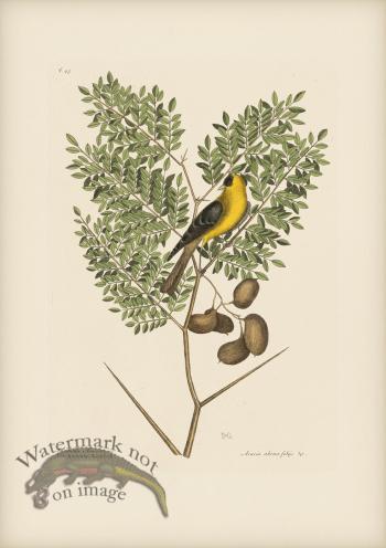 043 American Goldfinch